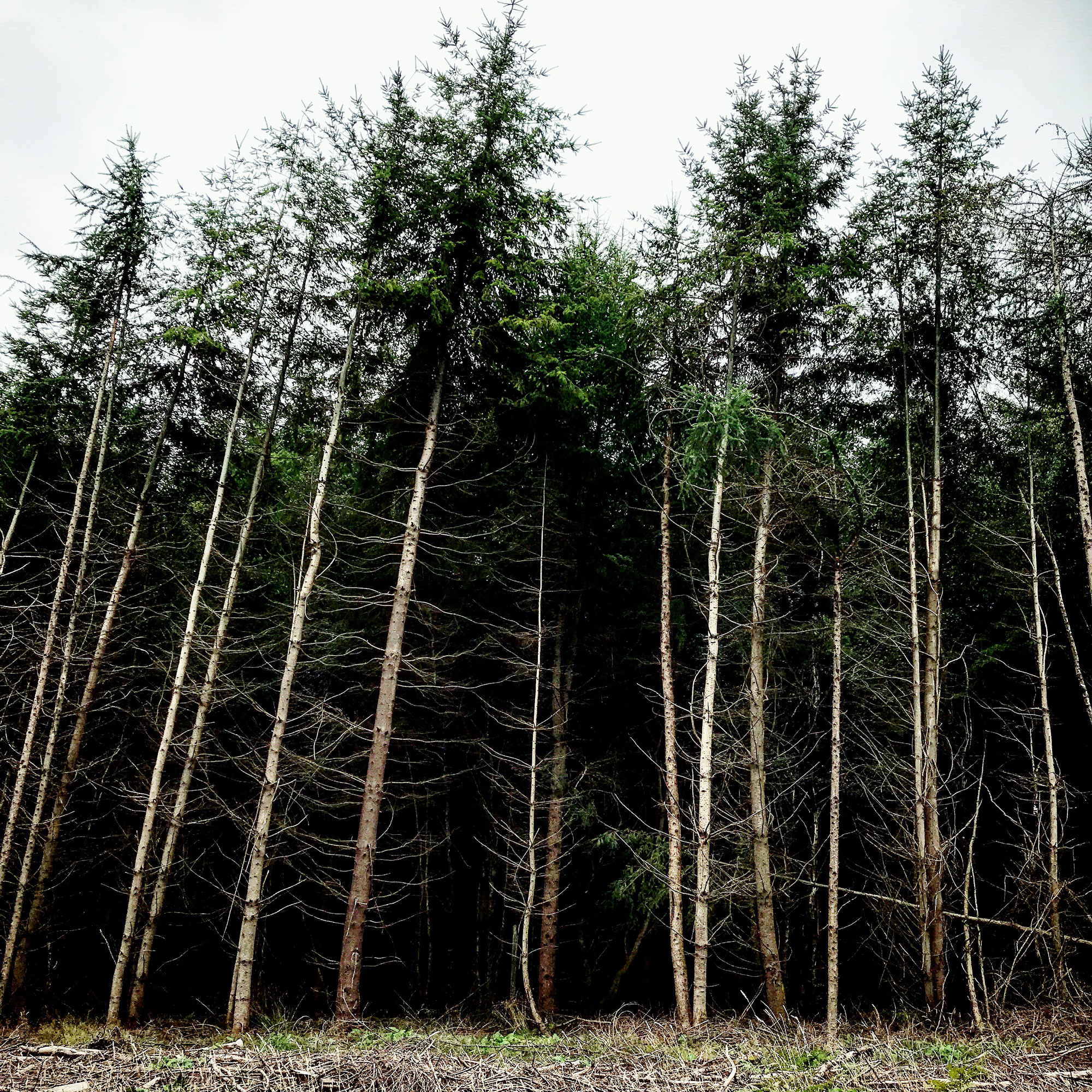 Line of trees